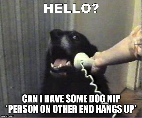 Yes this is dog | HELLO? CAN I HAVE SOME DOG NIP *PERSON ON OTHER END HANGS UP* | image tagged in yes this is dog | made w/ Imgflip meme maker
