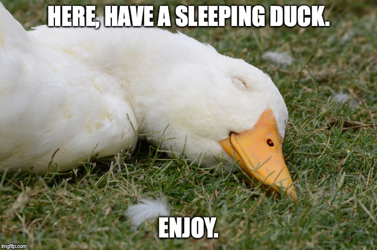 Image tagged in sleeping duck Imgflip