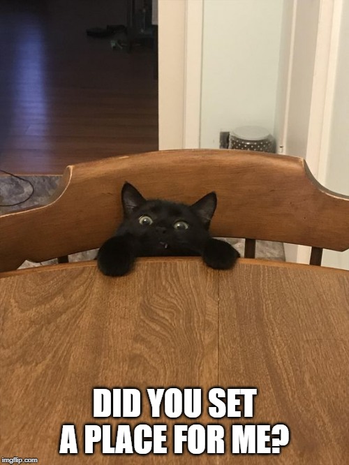 Company for dinner | DID YOU SET A PLACE FOR ME? | image tagged in cats | made w/ Imgflip meme maker