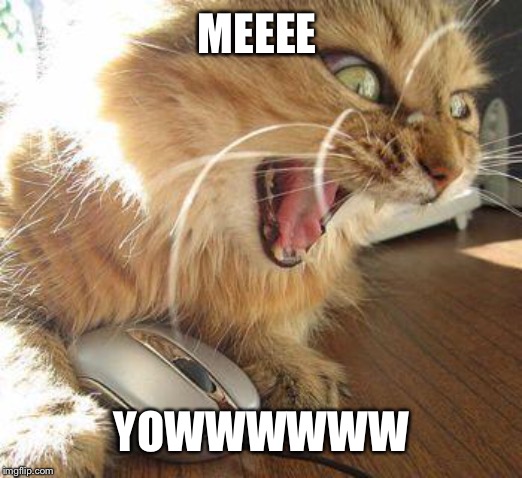 angry cat | MEEEE YOWWWWWW | image tagged in angry cat | made w/ Imgflip meme maker