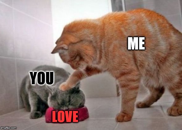 Force feed cat | ME; YOU; LOVE | image tagged in force feed cat | made w/ Imgflip meme maker
