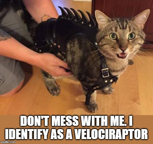 I identify as a velociraptor | DON'T MESS WITH ME. I IDENTIFY AS A VELOCIRAPTOR | image tagged in identidy,madness,cat fantasy | made w/ Imgflip meme maker