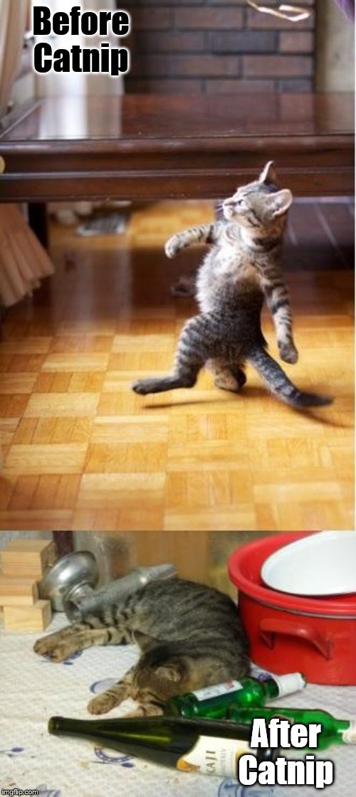 Catnip | Before Catnip; After Catnip | image tagged in party cat | made w/ Imgflip meme maker