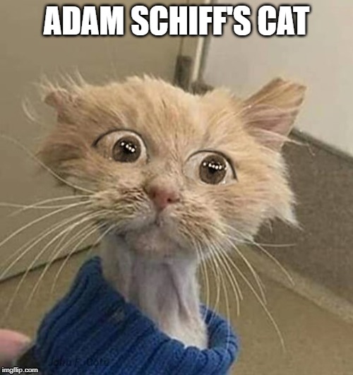 Adam Schiff's cat | ADAM SCHIFF'S CAT | image tagged in cats,adam schiff,adam schiff's cat,omg cat | made w/ Imgflip meme maker