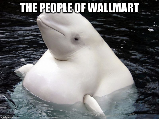 Fat Whale | THE PEOPLE OF WALLMART | image tagged in fat whale | made w/ Imgflip meme maker