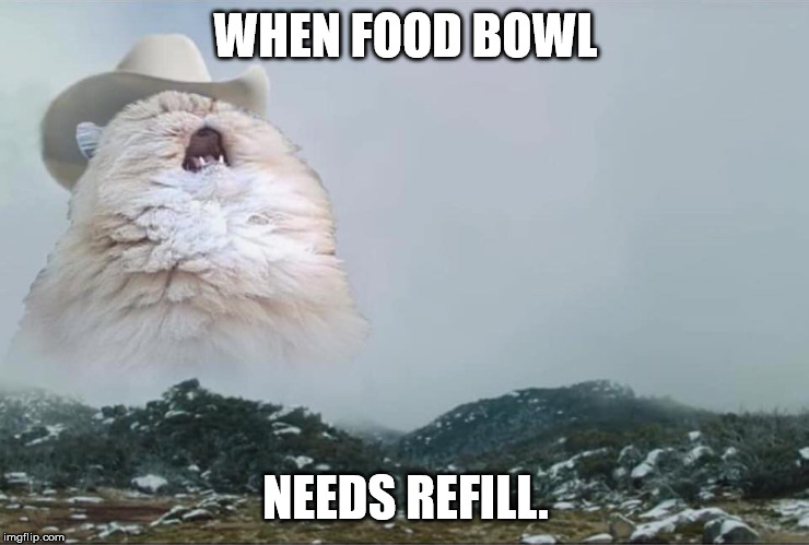 Screaming Cowboy Cat | WHEN FOOD BOWL; NEEDS REFILL. | image tagged in screaming cowboy cat | made w/ Imgflip meme maker