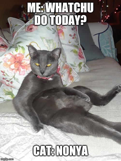 Nonya | ME: WHATCHU DO TODAY? CAT: NONYA | image tagged in funny memes | made w/ Imgflip meme maker