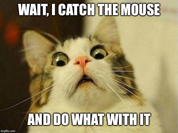 Scared Cat | WAIT, I CATCH THE MOUSE; AND DO WHAT WITH IT | image tagged in memes,scared cat | made w/ Imgflip meme maker