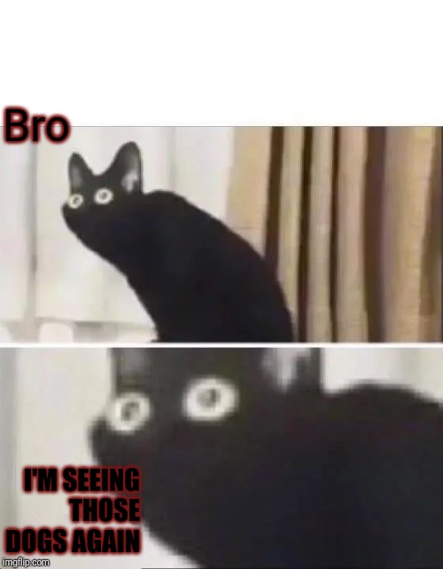 Oh No Black Cat | Bro I'M SEEING THOSE DOGS AGAIN | image tagged in oh no black cat | made w/ Imgflip meme maker