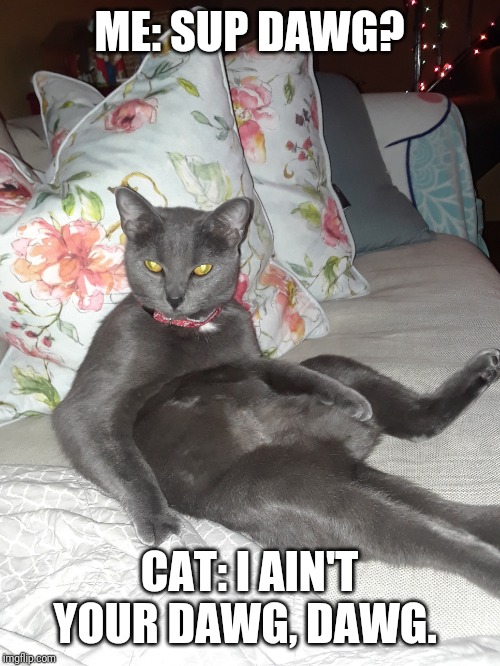 Chill Cat | ME: SUP DAWG? CAT: I AIN'T YOUR DAWG, DAWG. | image tagged in memes | made w/ Imgflip meme maker