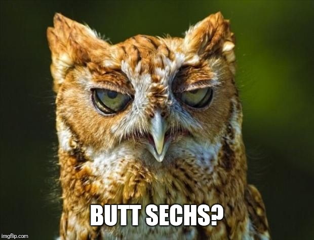 bored owl | BUTT SECHS? | image tagged in bored owl | made w/ Imgflip meme maker