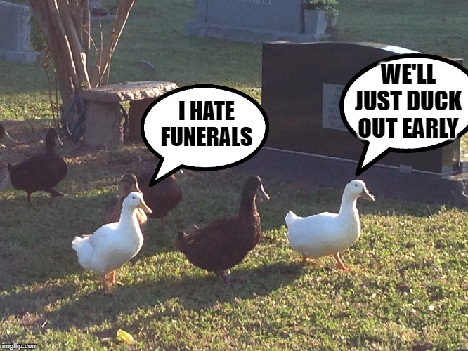 Duck Procession | WE'LL JUST DUCK OUT EARLY; I HATE FUNERALS | image tagged in funny memes,animals,graveyard,funeral,ducks | made w/ Imgflip meme maker