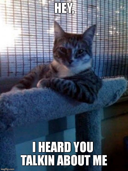 cats be like | HEY, I HEARD YOU  TALKIN ABOUT ME | image tagged in memes,the most interesting cat in the world | made w/ Imgflip meme maker