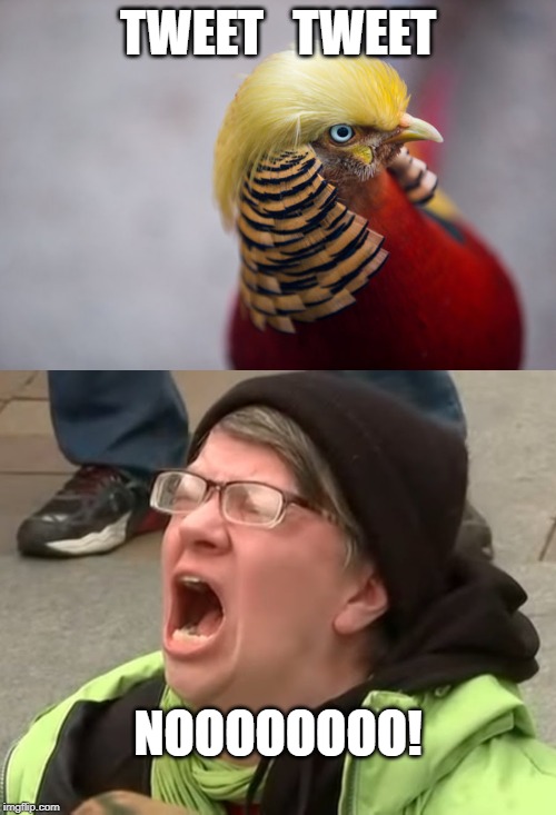 TWEET   TWEET; NOOOOOOOO! | image tagged in trump bird | made w/ Imgflip meme maker