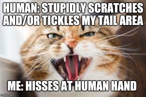 The Hissing Cat | HUMAN: STUPIDLY SCRATCHES AND/OR TICKLES MY TAIL AREA; ME: HISSES AT HUMAN HAND | image tagged in the hissing cat,cats,memes,funny,cat memes | made w/ Imgflip meme maker