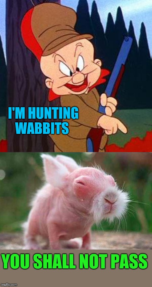 That is one vewy bald wabbit... ;) |  I'M HUNTING WABBITS; YOU SHALL NOT PASS | image tagged in elmer fudd,looney tunes,44colt,gandalf you shall not pass,rabbits,bugs bunny | made w/ Imgflip meme maker