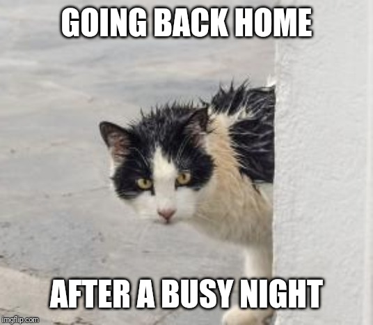 The Cat is back | GOING BACK HOME; AFTER A BUSY NIGHT | image tagged in cat,funny cats,home | made w/ Imgflip meme maker