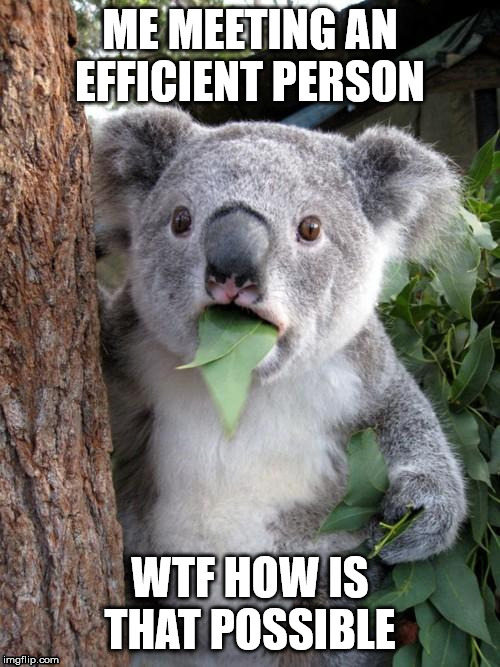 Surprised Koala Meme | ME MEETING AN EFFICIENT PERSON; WTF HOW IS THAT POSSIBLE | image tagged in memes,surprised koala | made w/ Imgflip meme maker