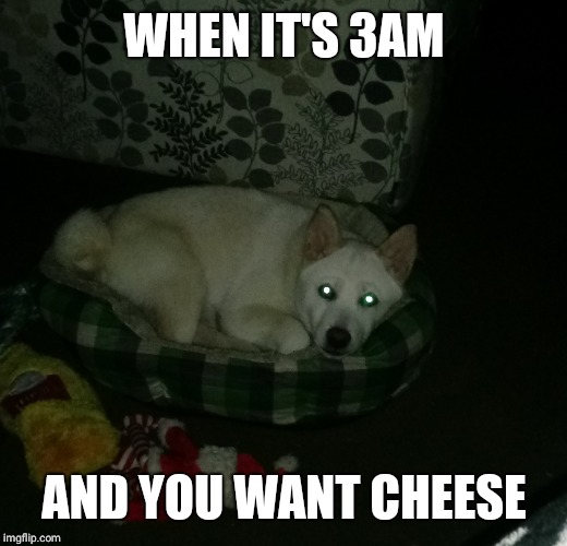 My baby doge | WHEN IT'S 3AM; AND YOU WANT CHEESE | image tagged in relatable | made w/ Imgflip meme maker