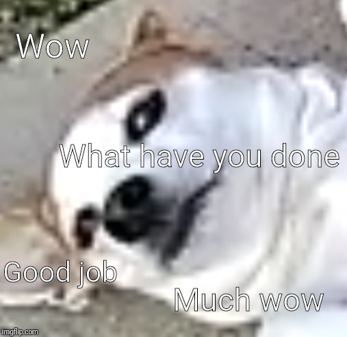 Annoyed dog | Wow; What have you done; Good job; Much wow | image tagged in annoyed dog,funny memes | made w/ Imgflip meme maker