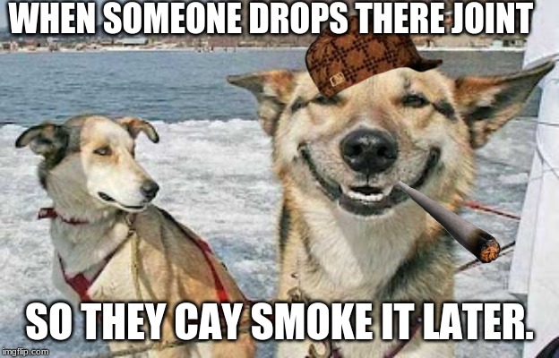 Original Stoner Dog | WHEN SOMEONE DROPS THERE JOINT; SO THEY CAY SMOKE IT LATER. | image tagged in memes,original stoner dog | made w/ Imgflip meme maker