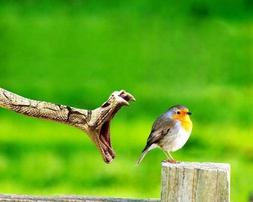 image tagged in nature,animals,photography