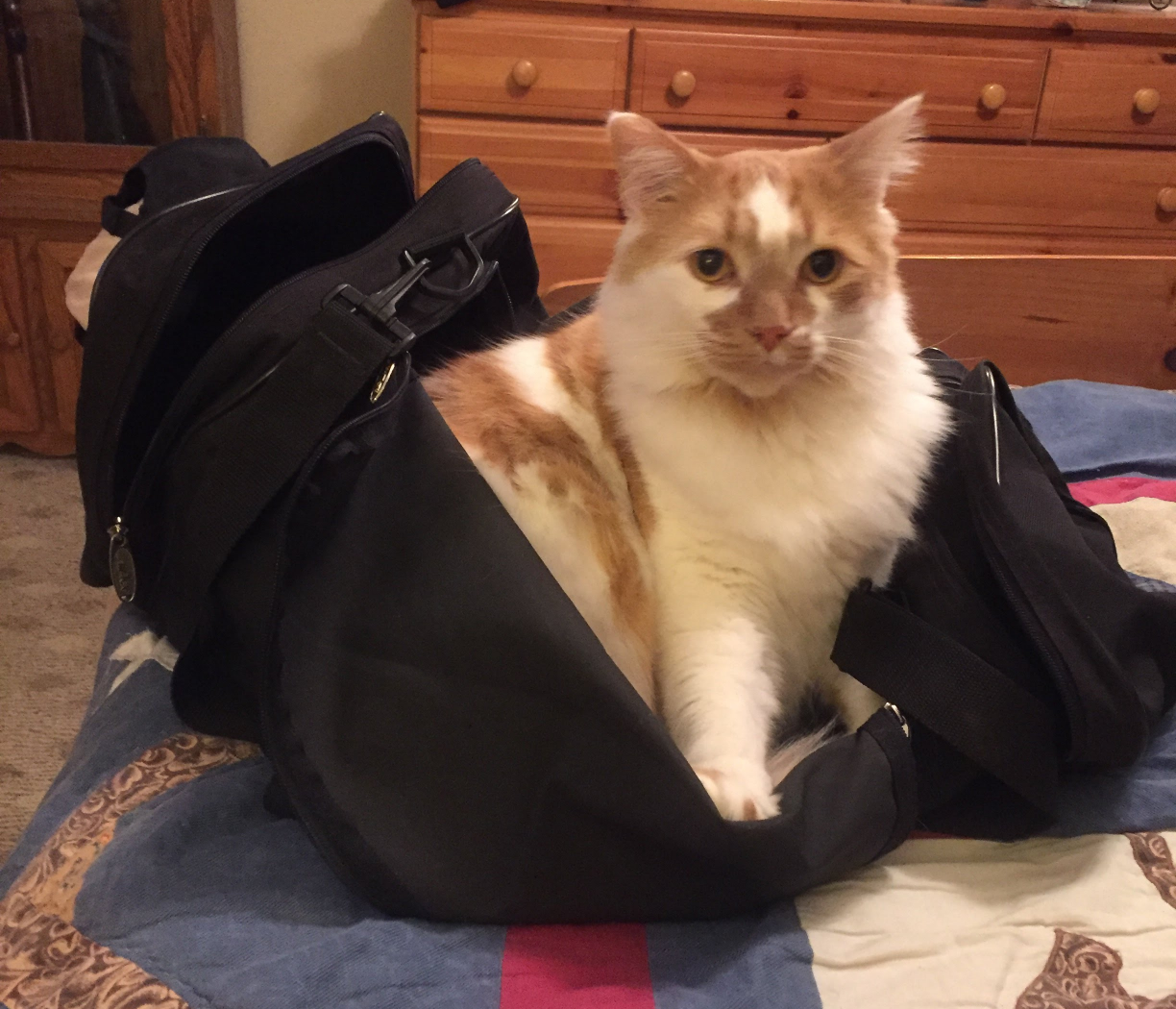 Willy Blank Meme Template