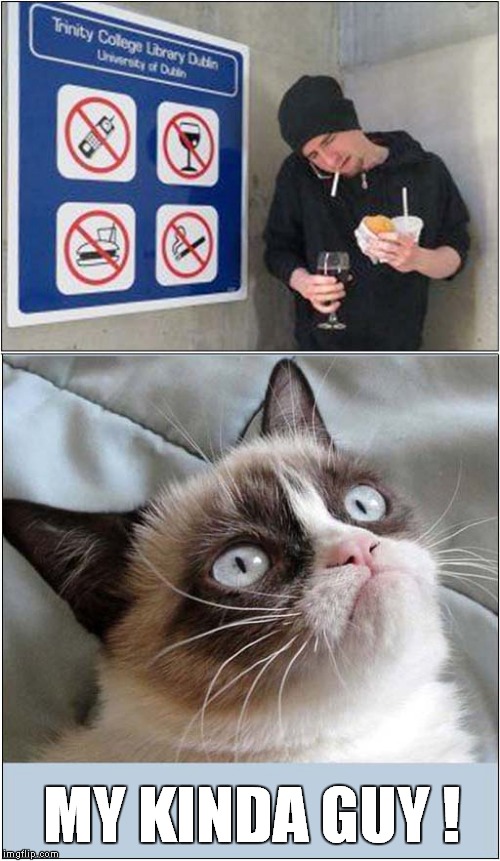 Grumpys Admiration of Disobedience | MY KINDA GUY ! | image tagged in fun,grumpy cat,sign | made w/ Imgflip meme maker
