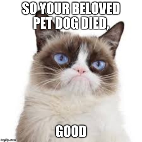 unsympathetic grumpy cat | SO YOUR BELOVED PET DOG DIED, GOOD | image tagged in grumpy cat | made w/ Imgflip meme maker
