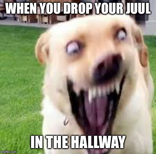 Drugged up dog | WHEN YOU DROP YOUR JUUL; IN THE HALLWAY | image tagged in drugged up dog | made w/ Imgflip meme maker