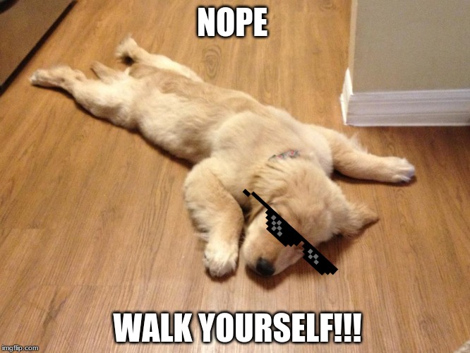 this dog don't care | NOPE; WALK YOURSELF!!! | image tagged in funny dogs | made w/ Imgflip meme maker