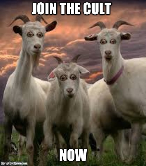 Goat Cults |  JOIN THE CULT; NOW | image tagged in goats,cults,funny,memes | made w/ Imgflip meme maker