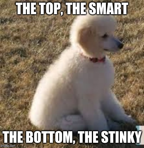 the chancy meme | THE TOP, THE SMART; THE BOTTOM, THE STINKY | image tagged in the chancy meme | made w/ Imgflip meme maker