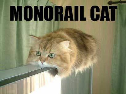 image tagged in funny,cats