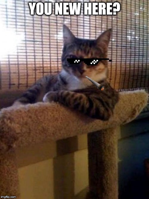 The Most Interesting Cat In The World | YOU NEW HERE? | image tagged in memes,the most interesting cat in the world | made w/ Imgflip meme maker