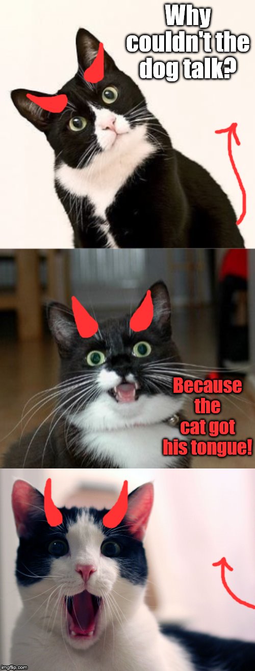 Bad Pun Ememeon | Why couldn't the dog talk? Because the cat got his tongue! | image tagged in bad pun,cats,jokes | made w/ Imgflip meme maker