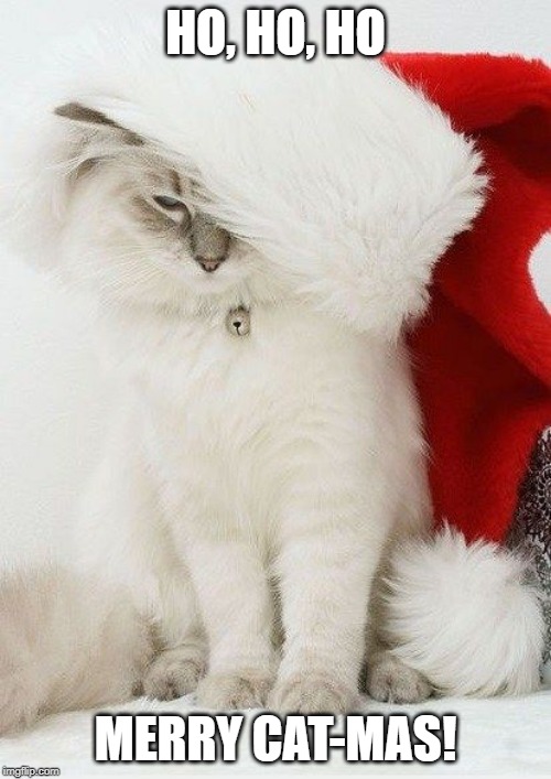 Merry Cat-Mas | HO, HO, HO; MERRY CAT-MAS! | image tagged in cat | made w/ Imgflip meme maker