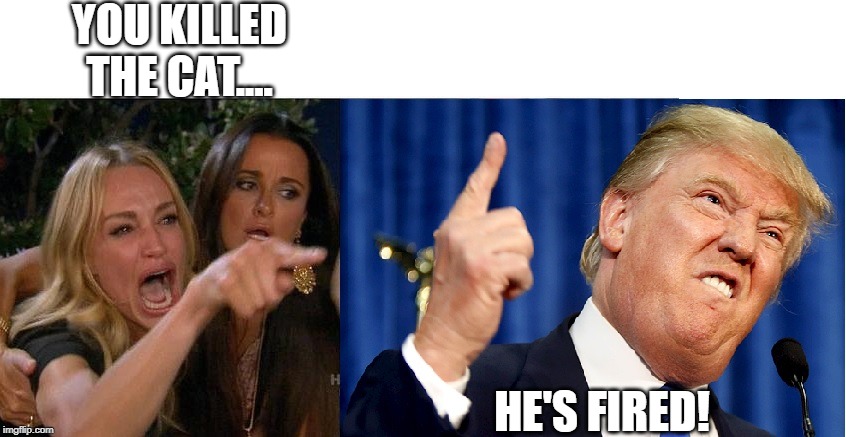 What happened to the cat? Will Trump win 2020? | YOU KILLED THE CAT.... HE'S FIRED! | image tagged in woman yelling at cat,trump,build the wall,political meme | made w/ Imgflip meme maker