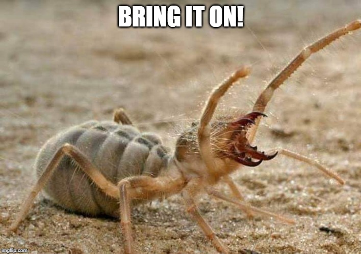 Camel Spider  | BRING IT ON! | image tagged in camel spider | made w/ Imgflip meme maker