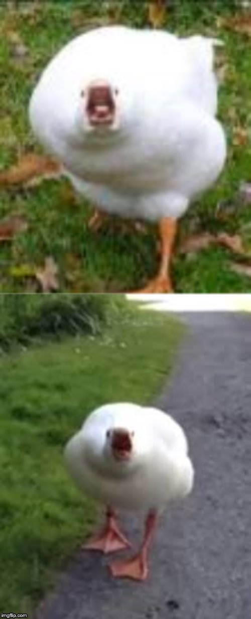 Screaming duck 2 Meme template | image tagged in screaming duck 2 | made w/ Imgflip meme maker