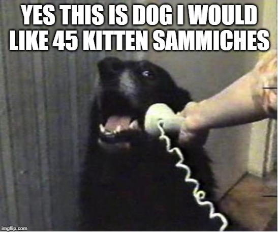 Yes this is dog | YES THIS IS DOG I WOULD LIKE 45 KITTEN SAMMICHES | image tagged in yes this is dog | made w/ Imgflip meme maker