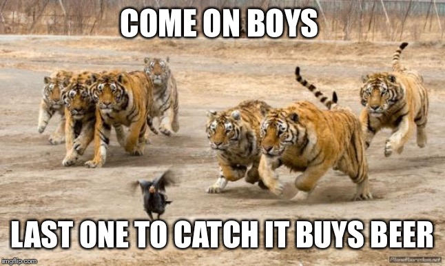 TIGERS CHASING | COME ON BOYS; LAST ONE TO CATCH IT BUYS BEER | image tagged in tigers chasing | made w/ Imgflip meme maker