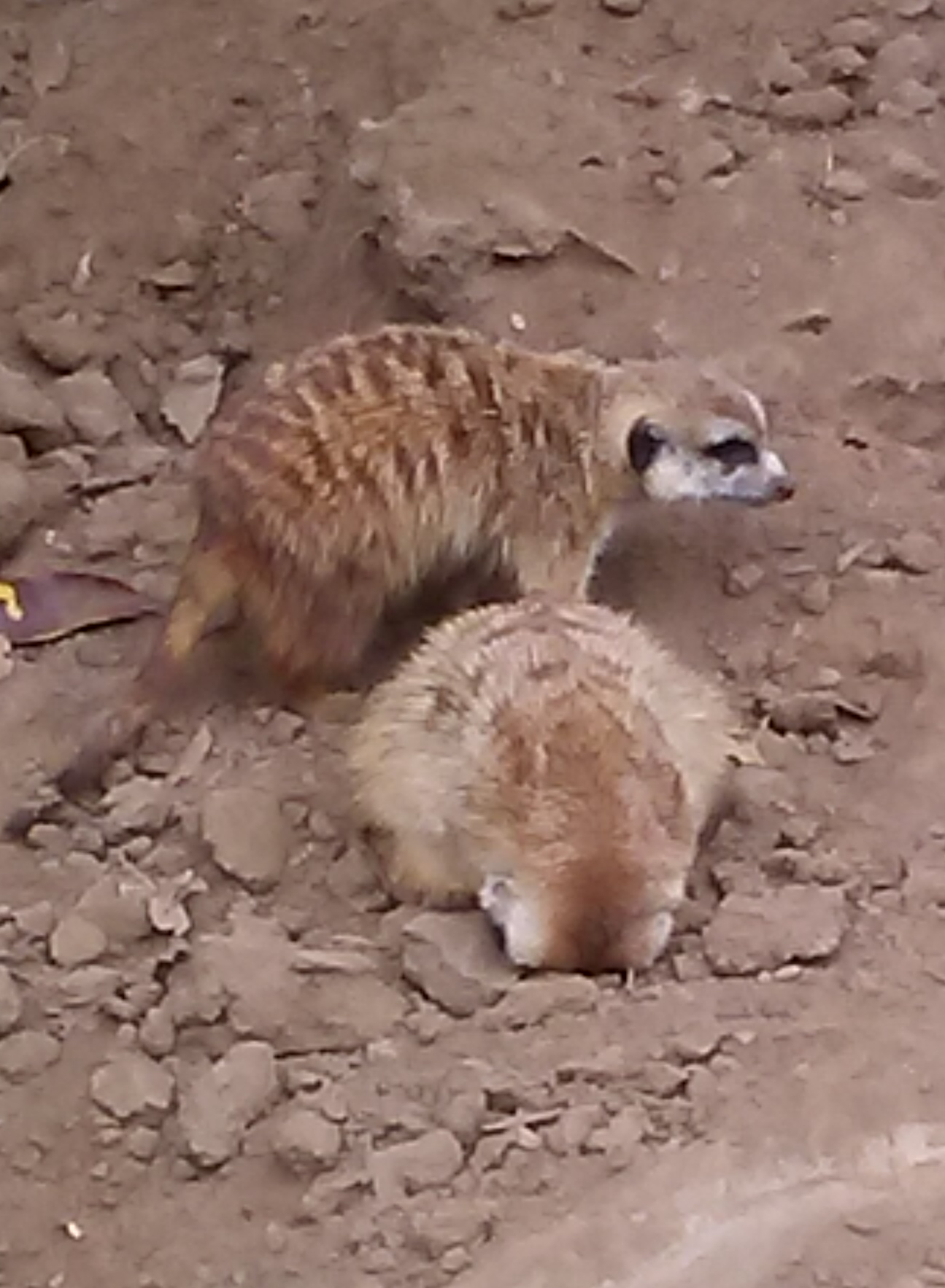 High Quality Meerkat sticking face in ground Blank Meme Template