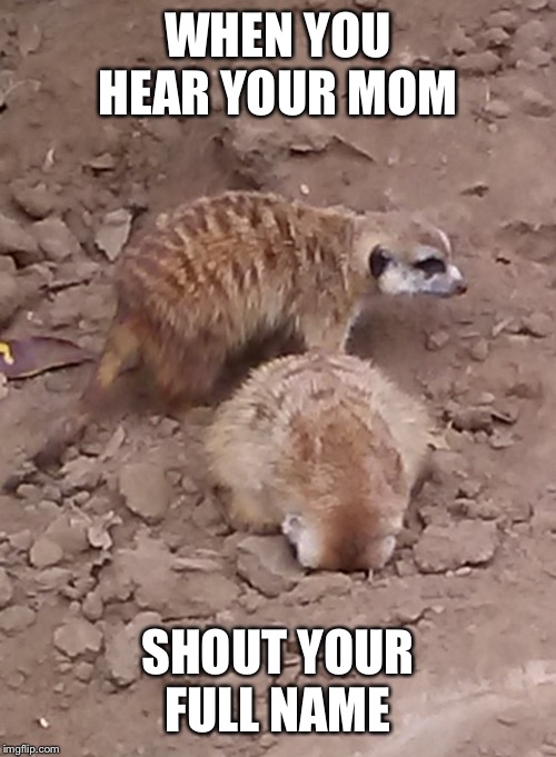 Meerkat sticking face in ground | WHEN YOU HEAR YOUR MOM; SHOUT YOUR FULL NAME | image tagged in meerkat sticking face in ground | made w/ Imgflip meme maker