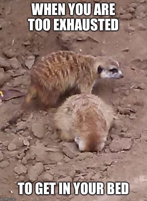Meerkat sticking face in ground | WHEN YOU ARE TOO EXHAUSTED; TO GET IN YOUR BED | image tagged in meerkat sticking face in ground | made w/ Imgflip meme maker