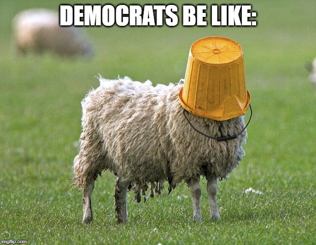 stupid sheep | DEMOCRATS BE LIKE: | image tagged in stupid sheep | made w/ Imgflip meme maker