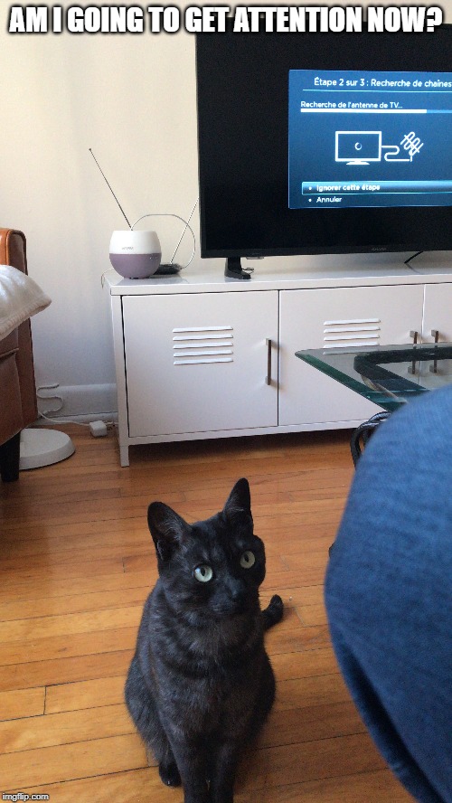 Needy cat | AM I GOING TO GET ATTENTION NOW? | image tagged in cats,black cat,funny cats,lolcats | made w/ Imgflip meme maker