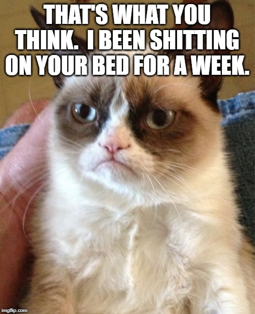 Grumpy Cat Meme | THAT'S WHAT YOU THINK.  I BEEN SHITTING ON YOUR BED FOR A WEEK. | image tagged in memes,grumpy cat | made w/ Imgflip meme maker