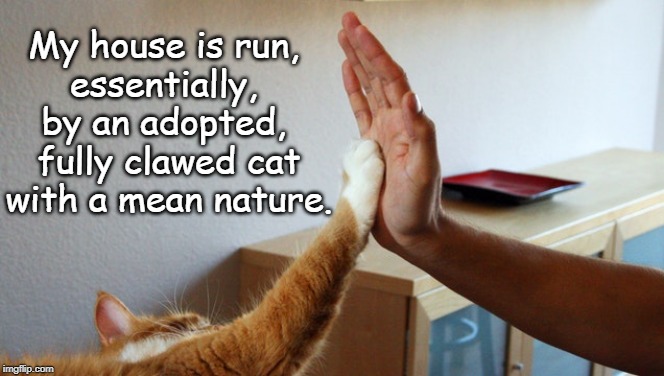 clawed cat | My house is run, 
essentially, 
by an adopted, 
fully clawed cat with a mean nature. | image tagged in cats | made w/ Imgflip meme maker