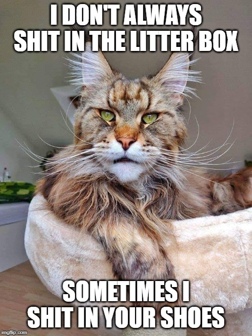 THE PERFECT CAT | I DON'T ALWAYS SHIT IN THE LITTER BOX; SOMETIMES I SHIT IN YOUR SHOES | image tagged in 2019 | made w/ Imgflip meme maker